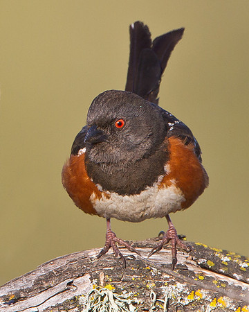 Spotted Towhee