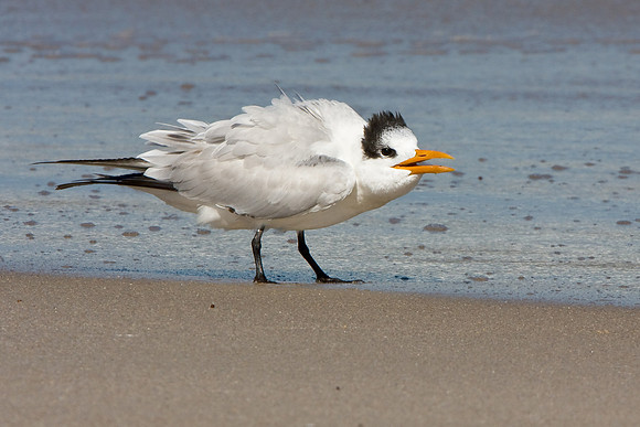 Royal Tern