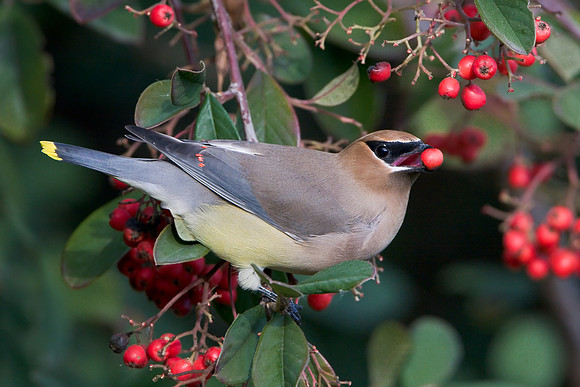 Cedar Waxwing eating berry