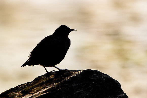 American Dipper