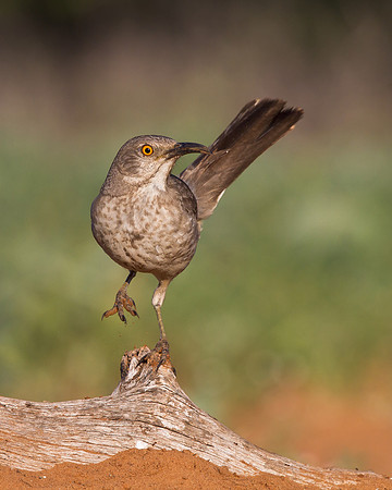 Curve-billed Thrasher
