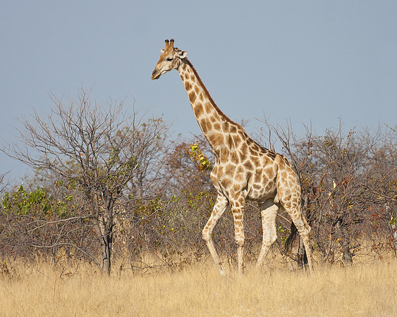 Giraffe