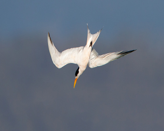 Elegant Tern, diving