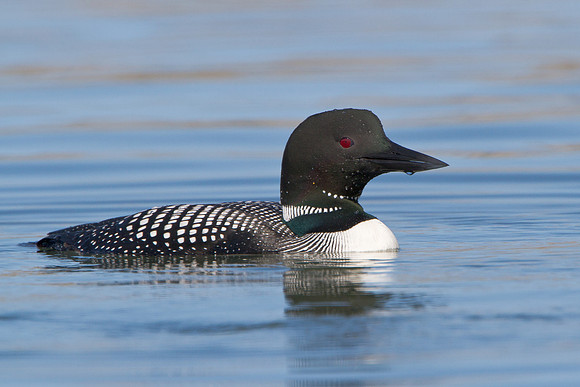 Common Loon, breeding plumage