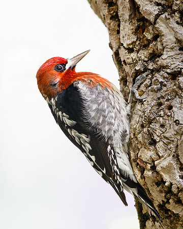 Red-breasted Sapsucker