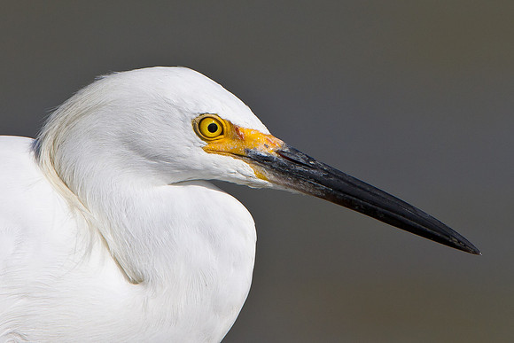Snowy Egret