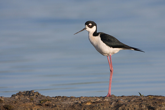Black-necked Stilt