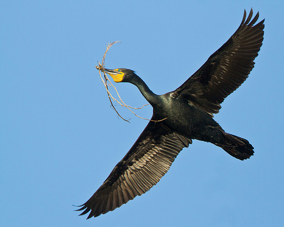 Double-crested Cormorant in flight with nest/nesting material