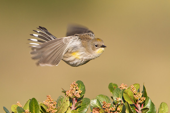 Yellow-rumped Warbler in flight