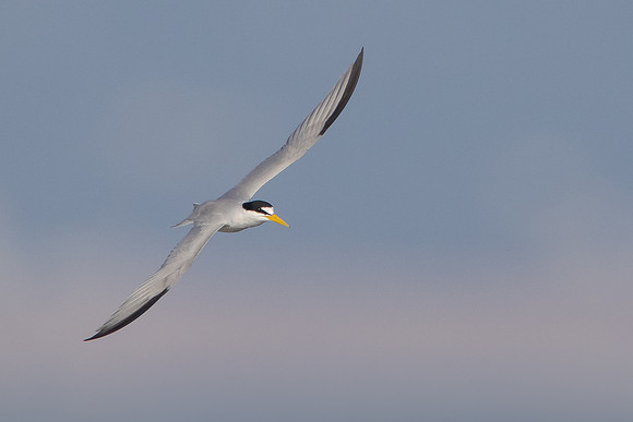 Least Tern