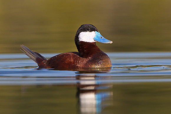 Ruddy Duck