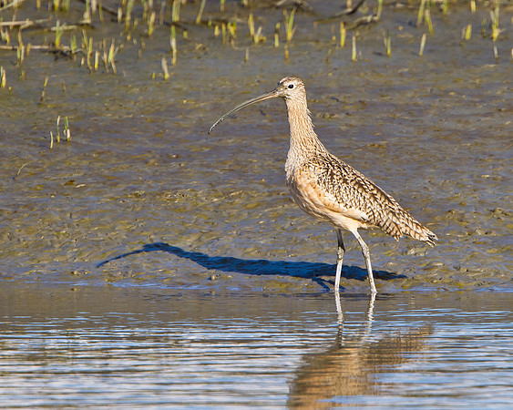 Long-billed Curlew