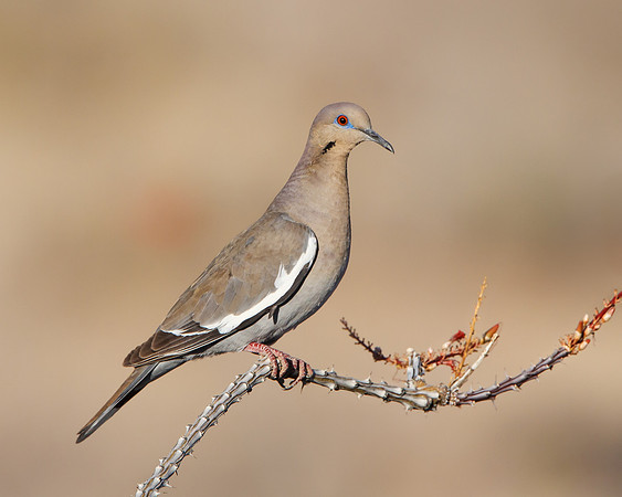 White-winged Dove