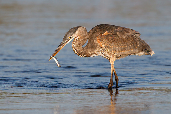 Juvenile Great Blue Heron