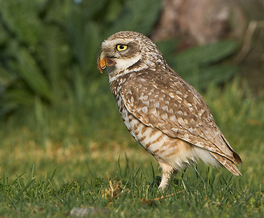Burrowing Owl with moth/butterfly in bill/beak.