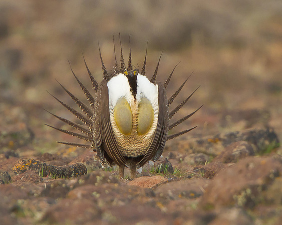 Greater Sage-Grouse, courtship display
