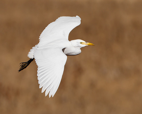 Cattle Egret