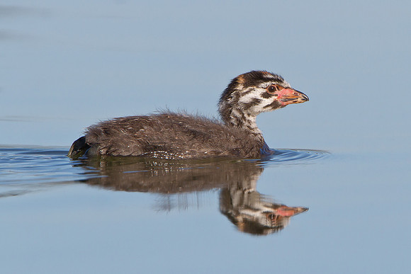 Pied-billed Grebe, juvenile