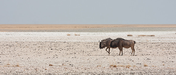 Blue Wildebeest (Brindled Gnu) on vast Etosha Pan