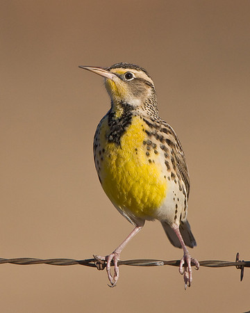 Western Meadowlark