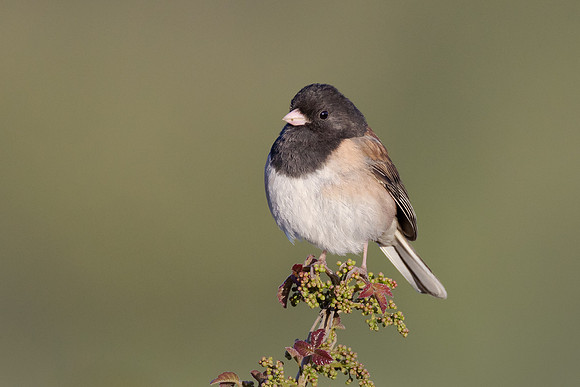 Dark-eyed Junco