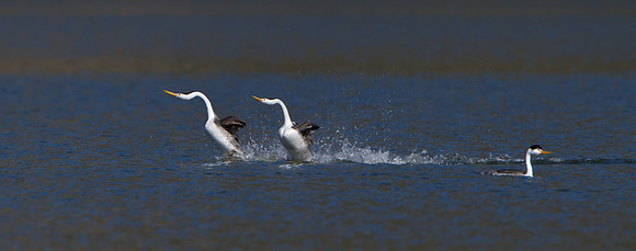 Clark's Grebes, courtship display