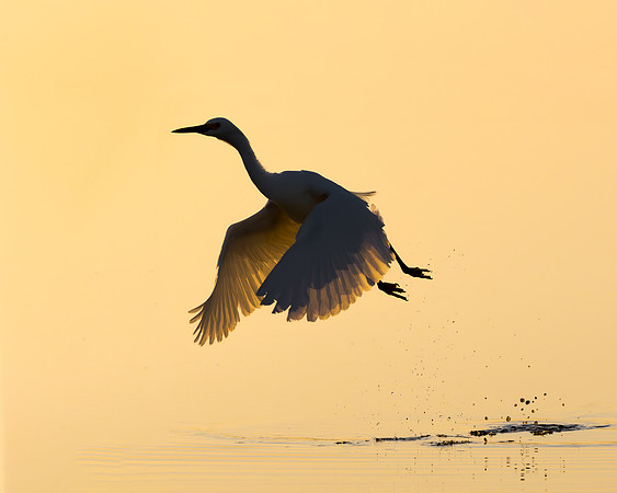Snowy Egret
