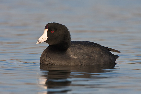 American Coot