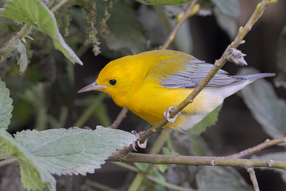 Prothonotary Warbler, feeding on aphid