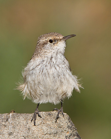 Rock Wren