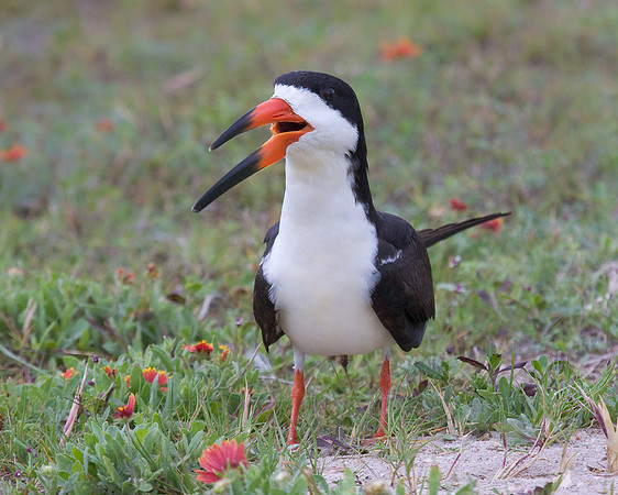 Black Skimmer