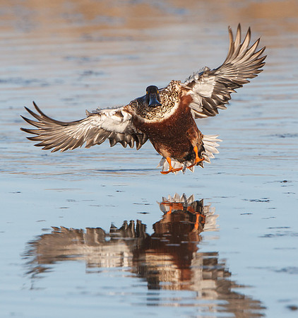 Northern Shoveler, male in flight