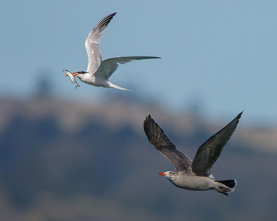 Elegant Tern with fish, chased by Heermann's Gull