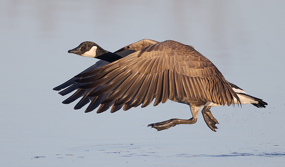 Canada Goose, take-off