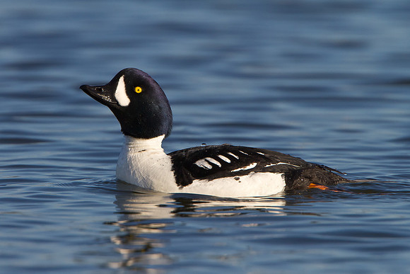 Barrow's Goldeneye, male