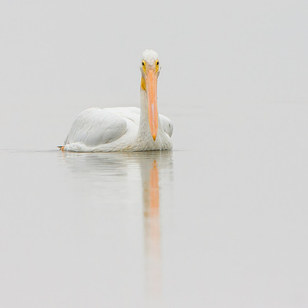 American White Pelican