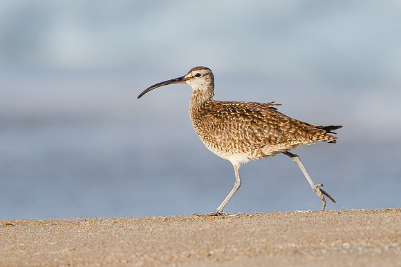 Whimbrel, running along sandy beach