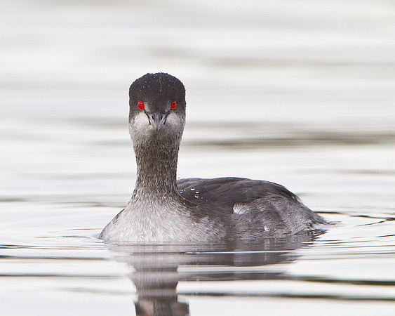 Eared Grebe