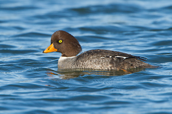 Barrow's Goldeneye, female