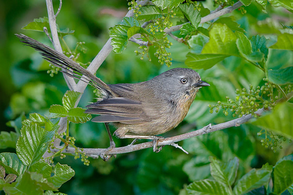 Wrentit