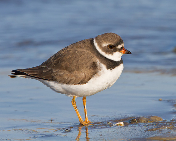 Semipalmated Plover