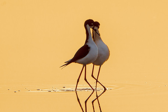 Black-necked Stilts, performing post-coital "dance" at sunrise