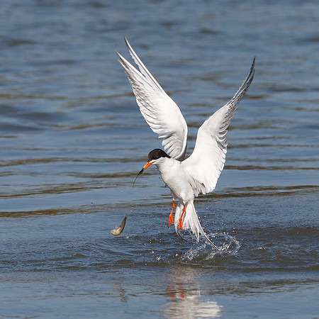 Forster's Tern, dropping fish