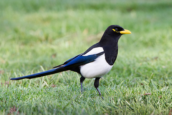 Yellow-billed Magpie