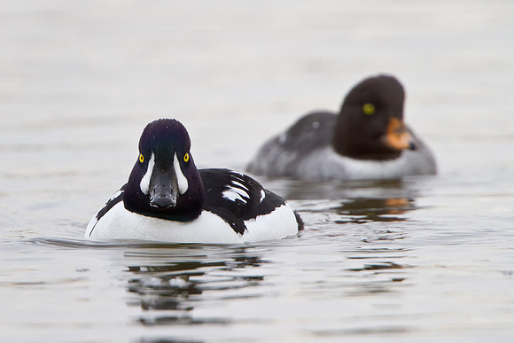 Barrow's Goldeneye, male & female