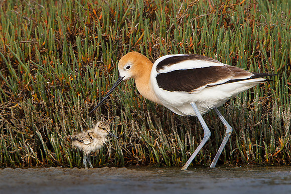 American Avocet, 3-day-old chick with parent