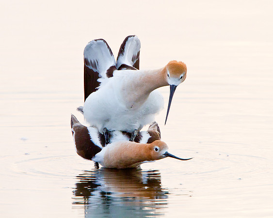 American Avocets, mating