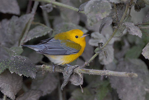 Prothonotary Warbler