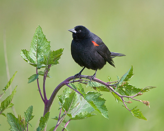 Red-winged Blackbird