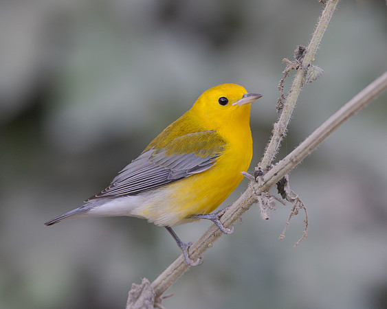 Prothonotary Warbler